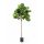 Kunstpflanze Ficus Lyrata am Stamm- 170 cm