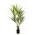 Kunstpflanze Kentia Palme - 200 cm