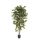 Kunstpflanze Ficus Nitida - 150 cm